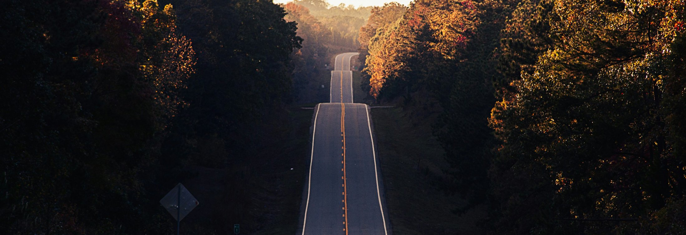 Asphalt road between trees